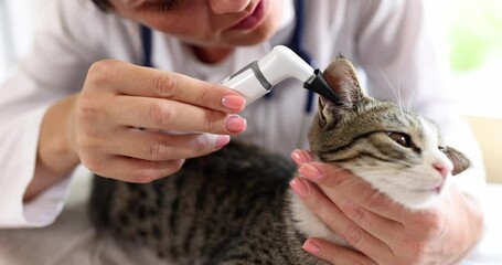 A skilled veterinarian is meticulously examining a cats ear using a specialized tool during the checkup