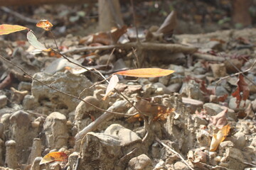 The ground is covered with rocks and scattered pieces of wood