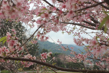 pink cherry blossoms