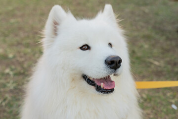 Obraz premium The Samoyed is a majestic and affectionate breed known for its thick, fluffy white coat and signature 