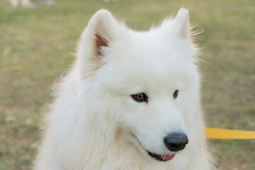 The Samoyed is a majestic and affectionate breed known for its thick, fluffy white coat and signature "Sammy smile." Originally bred as a working dog in Siberia, this friendly and intelligent companio