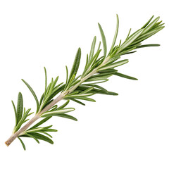 Fototapeta premium rosemary twig isolated on white