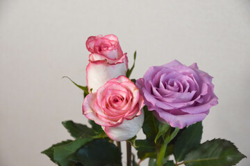 紫とピンクのばら