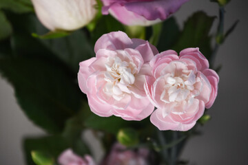 ピンクのカーネーション