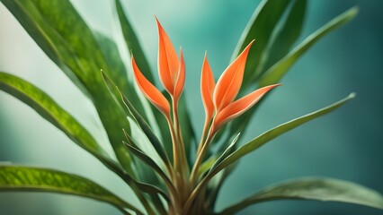 Close-up of vibrant orange Heliconia flowers emerging from lush green foliage against a blurred teal background.