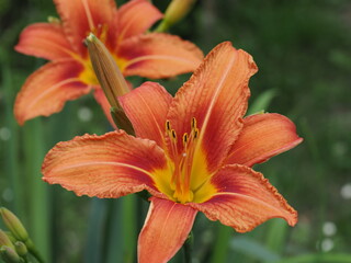 Pomarańczowy kwiat lilii