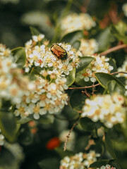 Golden bronze beetle on flowers, chokeberry. macro