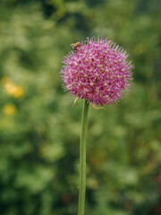 Lilac flower Onion aflatun with an insect. Macro