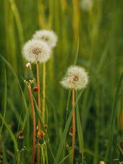 Fluffy dandelion on green grass in summer in nature