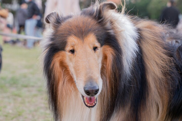 A beautiful Shetland Sheepdog, or Sheltie, sits gracefully on a lush green lawn, its tricolor coat...