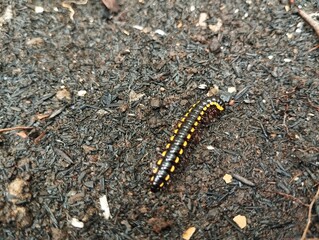 Harpaphe haydeniana or spotted millipede walking on the ground 