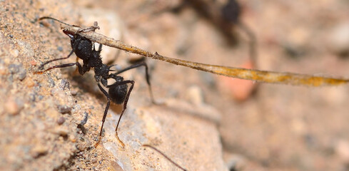 leaf-cutter ants bringing food to their nest