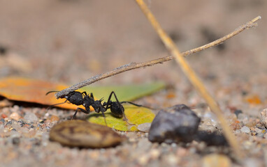 leaf-cutter ants bringing food to their nest