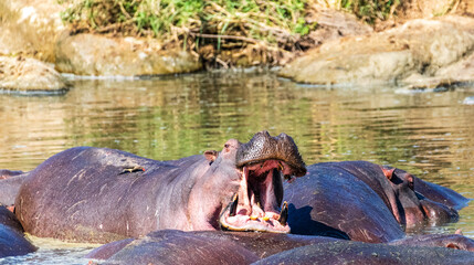 Telephoto of a hippopotamus, Hippopotamus amphibius, floating partially submerged in a hippo pool in the Serengeti National Park, Tanzania