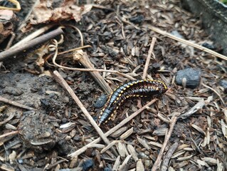 Harpaphe haydeniana or spotted millipede is undergoing the process of reproduction 