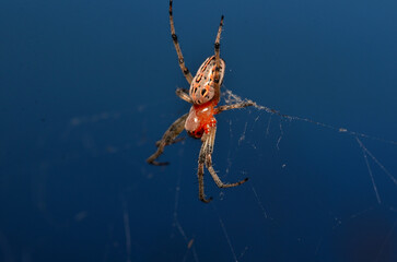 spider in its web lurking