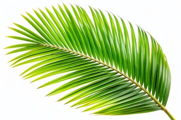 Obraz premium Lush Green Palm Frond Cutout - Tropical Leaf Branch Isolated on White Background