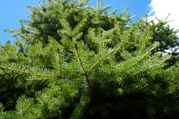 fir tree for the Christmas background