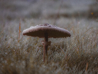 Landschaft Sommer Pferd Pilze