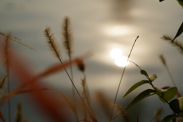 Fototapeta premium Wild grass by the lake