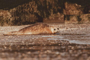 Dutch Common Seal on the beach in Scheveningen
