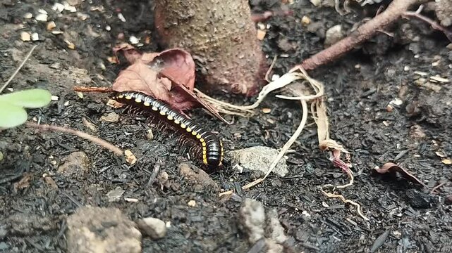Harpaphe haydeniana or spotted millipede  is digging the surface of the ground 