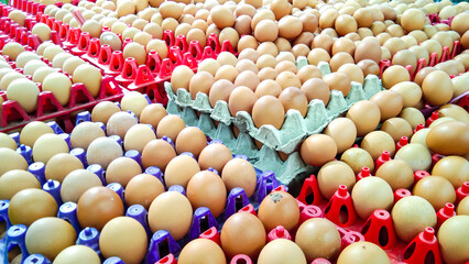 Fresh eggs in pater tray for sell