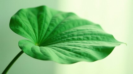 Fototapeta premium A Single Lush Green Leaf, Gracefully Curving, Exhibits Intricate Veining and a Smooth, Vibrant Texture, Against a Soft, Pale Green Background