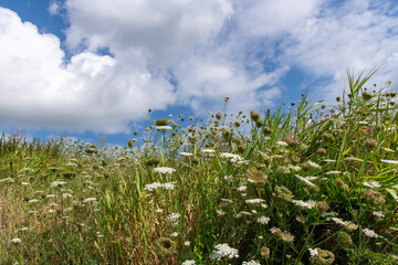Low angle view of Wild Carrot plants (Daucus Carota) and other wildflowers and grasses against a background of blue sky and white clouds