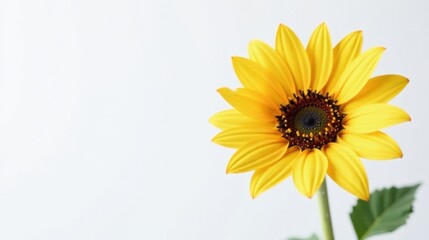 Obraz premium A single vibrant yellow sunflower against a stark white background, showcasing its radiant petals and dark central disc, a symbol of summer's warmth and joy