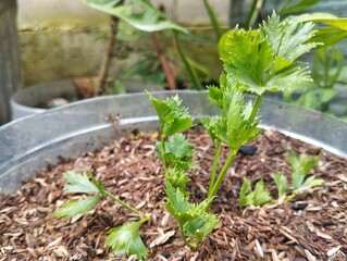 Celery plants grown in pots in outdoor garden 