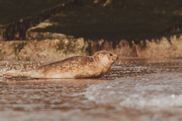 Dutch Common Seal on the beach in Scheveningen