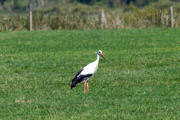 Single white stork (Ciconia ciconia) walking in grass of a meadow in the Netherlands