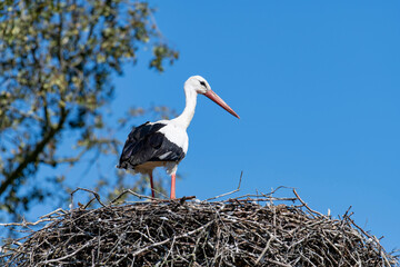 Single white stork (Ciconia ciconia) standing on a nest in the Netherlands against a clear blue sky