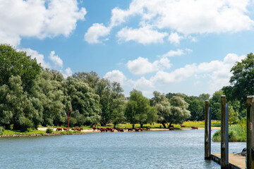 Large herd of brown cows grazing along the embankment of the Waal river near Woudrichem, the Netherlands with lush green surrounding trees and white clouded blue sky