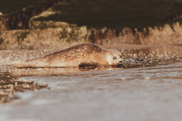 Dutch Common Seal on the beach in Scheveningen