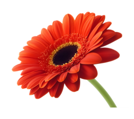 Gerbera on transparent background. isolated background.