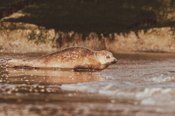 Dutch Common Seal on the beach in Scheveningen