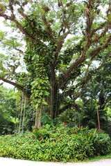 Tree in front of the YS falls in jamaica