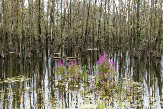 Image filling view of in water submerged trees reflected in water with in forefront blooming Lythrum salicaria or purple loosestrife creating wetlands view
