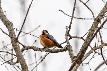 冬の木にとまるヤマガラ
