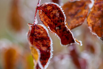 givre