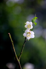 Plum blossom