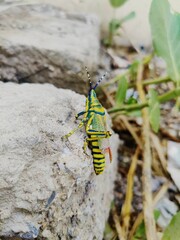 grasshopper bug on the rock