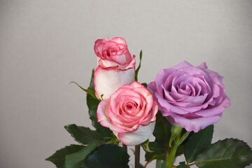 ピンクと紫のばら
