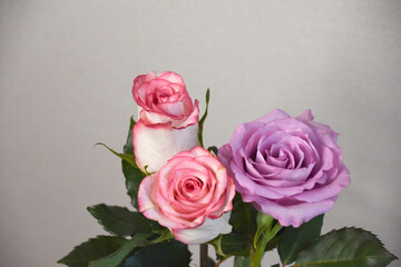 ピンクと紫のばら