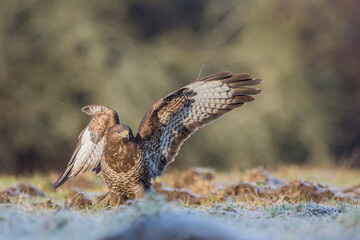 Myszołów zwyczajny, common buzzard, (Buteo buteo)
