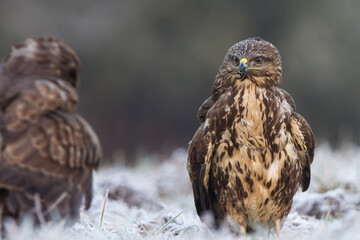 Myszołów zwyczajny, common buzzard, (Buteo buteo)