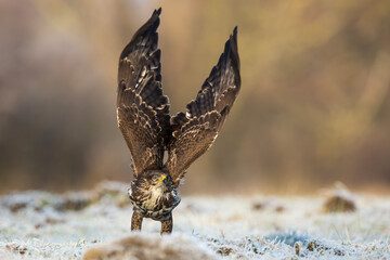 Myszołów zwyczajny, common buzzard, (Buteo buteo) © Michal Przystas