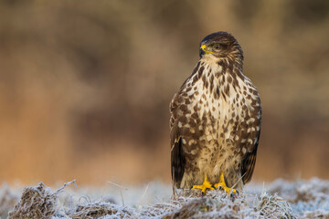Myszołów zwyczajny, common buzzard, (Buteo buteo)